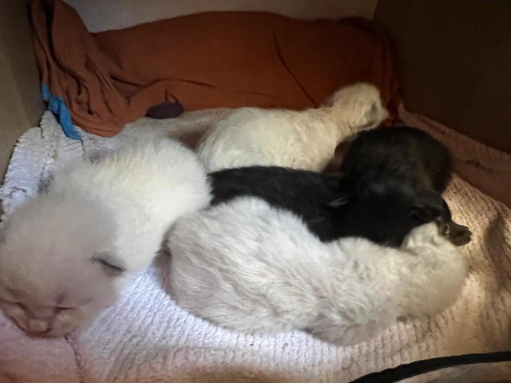 Siamese/ brtiste korthaar kittens te koop, Meerdere dieren, Ontwormd