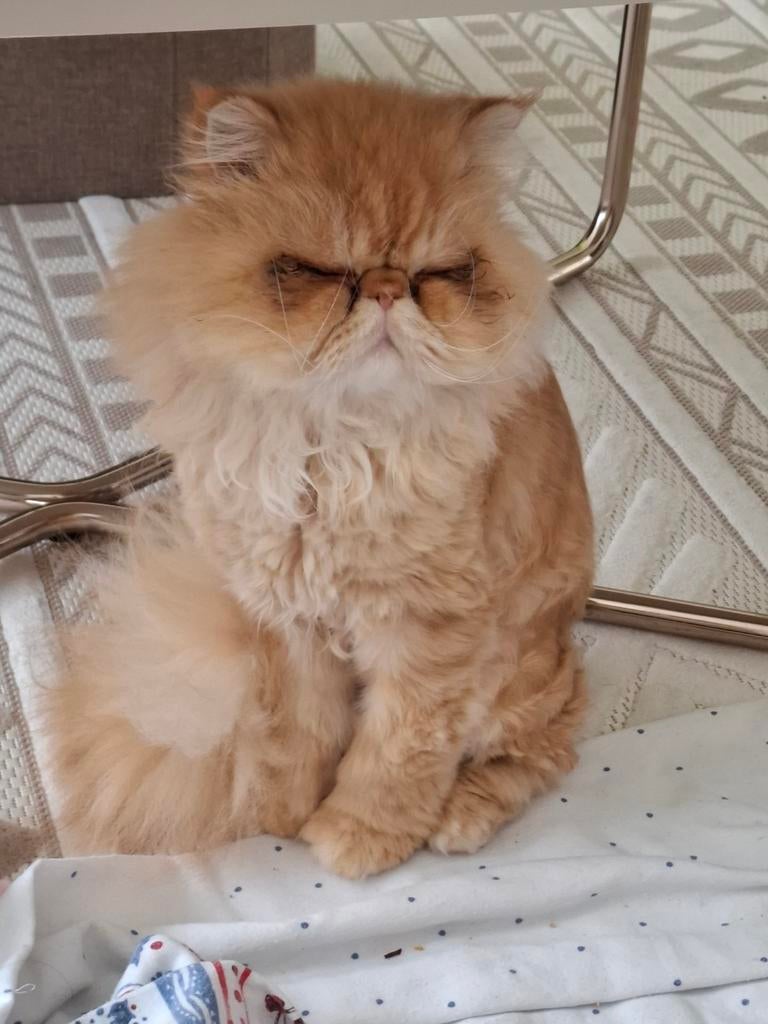 Perzische kat te koop!, Kater