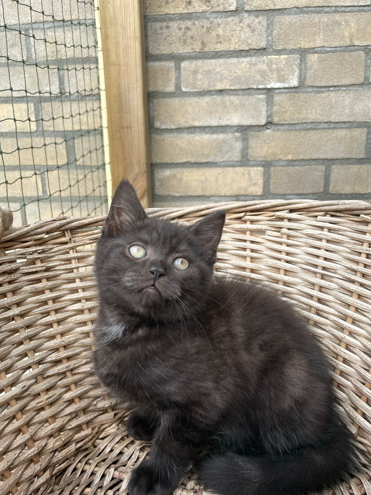 Britse korthaar kittens, Meerdere dieren, Ontwormd, 0 tot 2 jaar