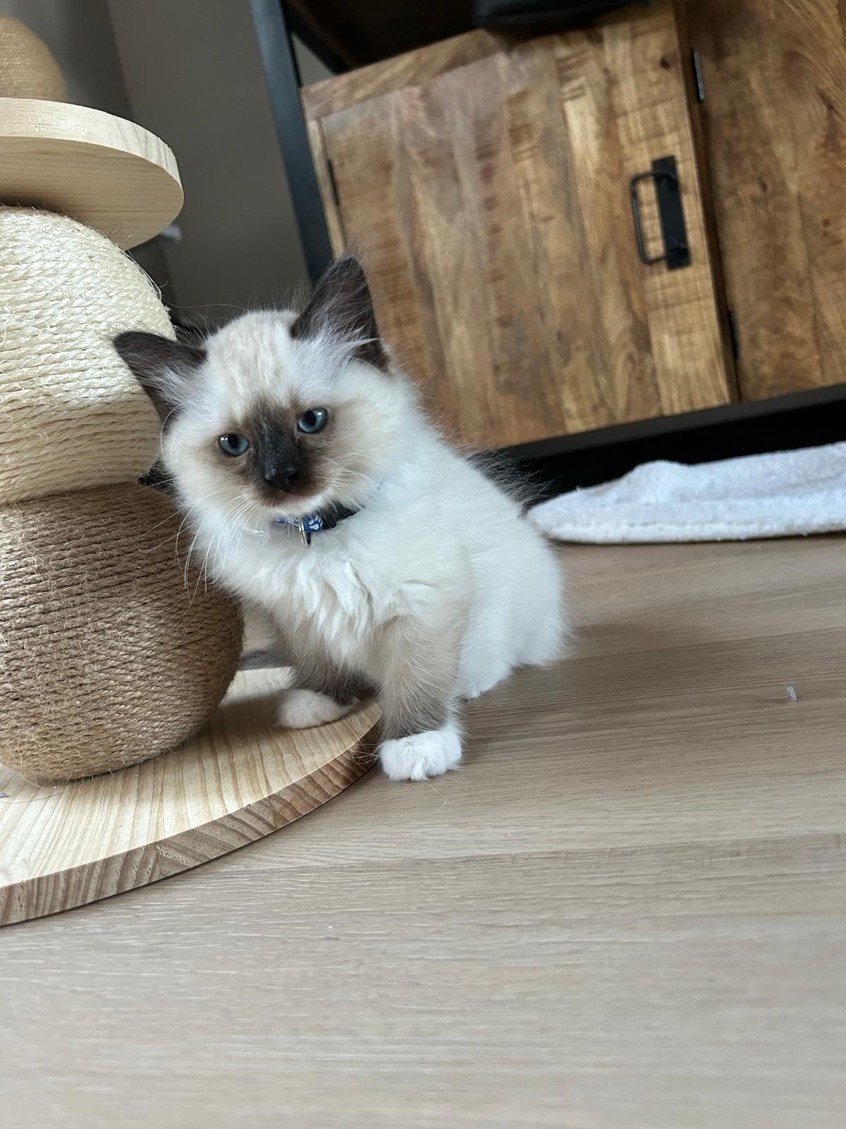 Ragdols Kittens, Meerdere dieren, Gechipt, 0 tot 2 jaar