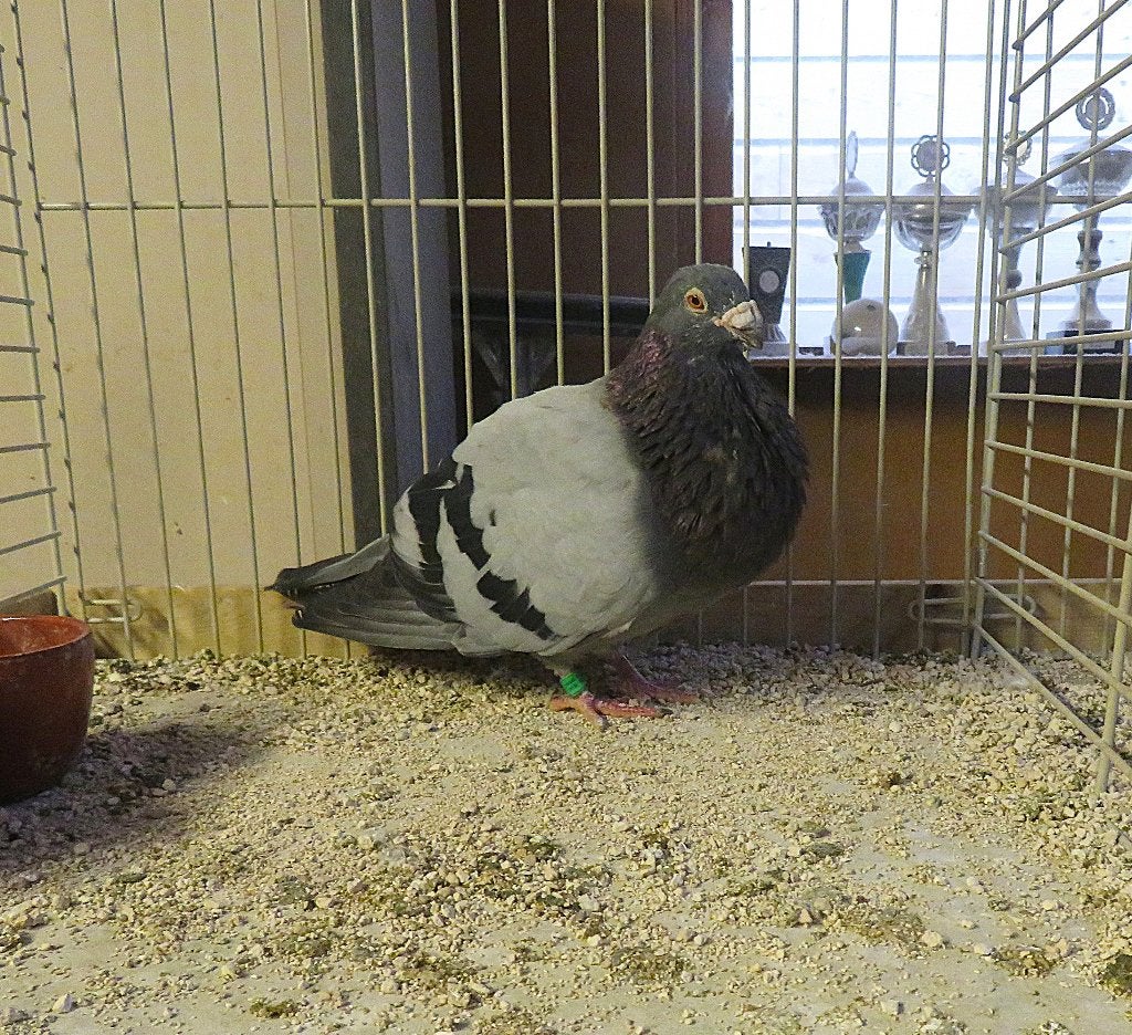 Valenciano's, Dieren en Toebehoren, Meerdere dieren, Kropper