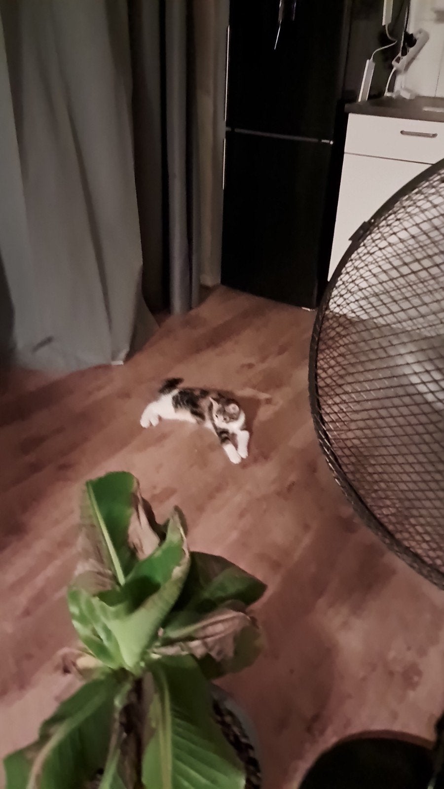 kitten, Poes