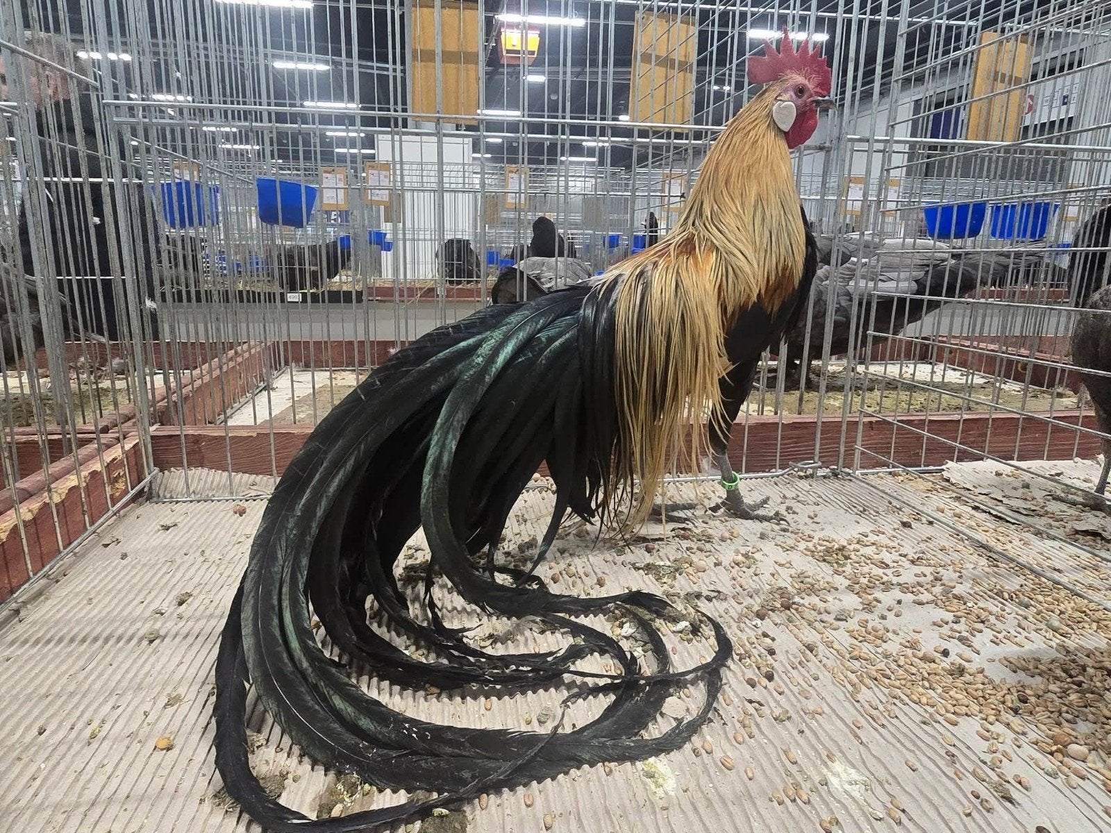 Phoenix dwerghoeders. Langstaartige dieren, Meerdere dieren, Kip