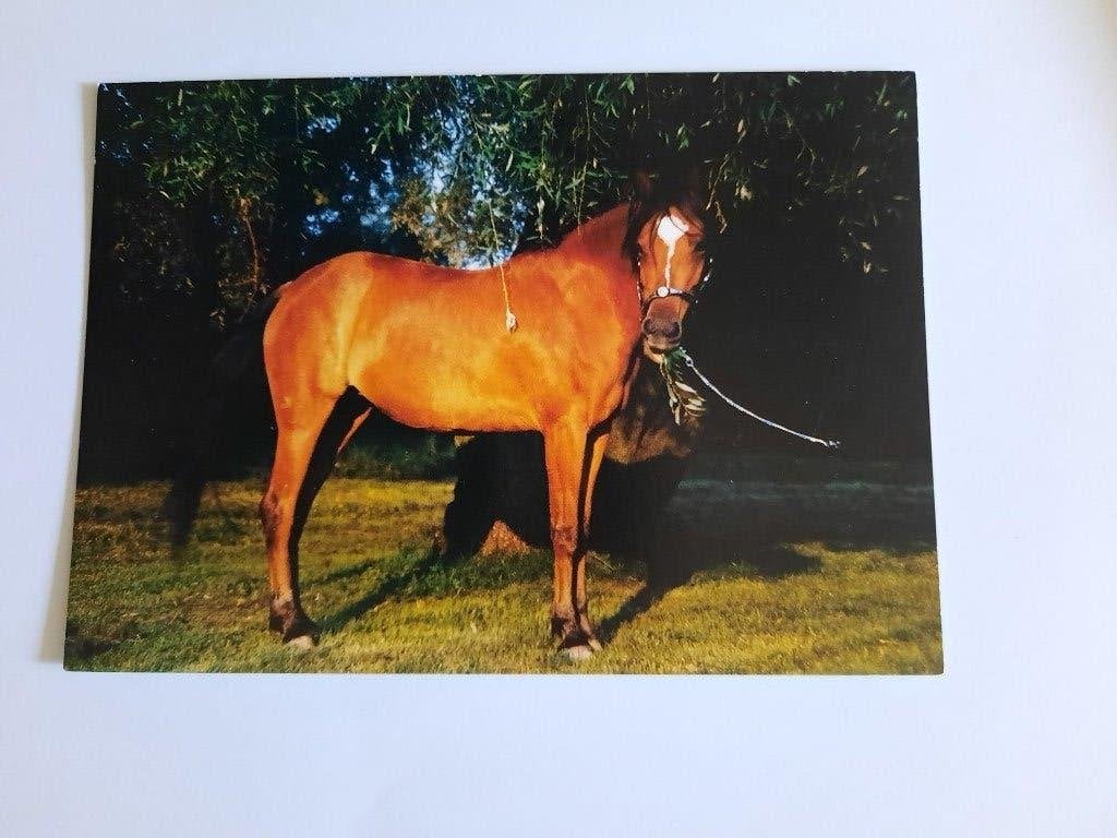 ansichtkaart paard veulen, Ophalen, 1980 tot heden, Ongelopen, Paard