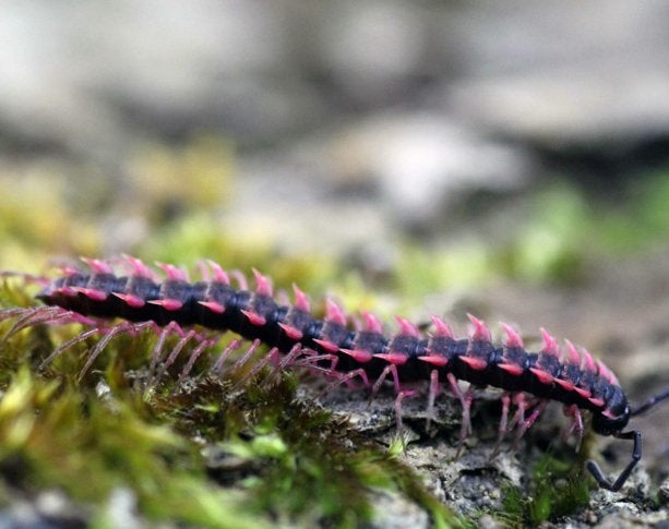 Dragon milijoenpoten desmoxytes, Overige soorten