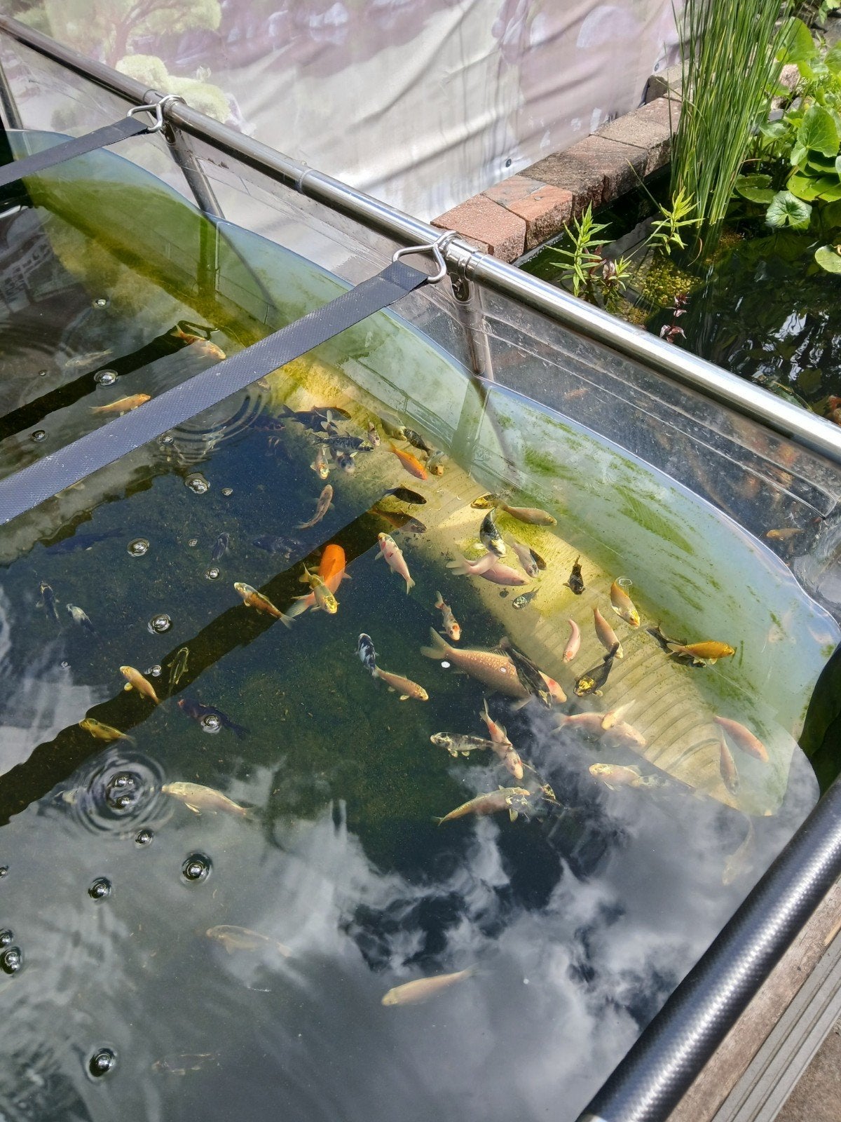 Koi karper, Ophalen of Verzenden