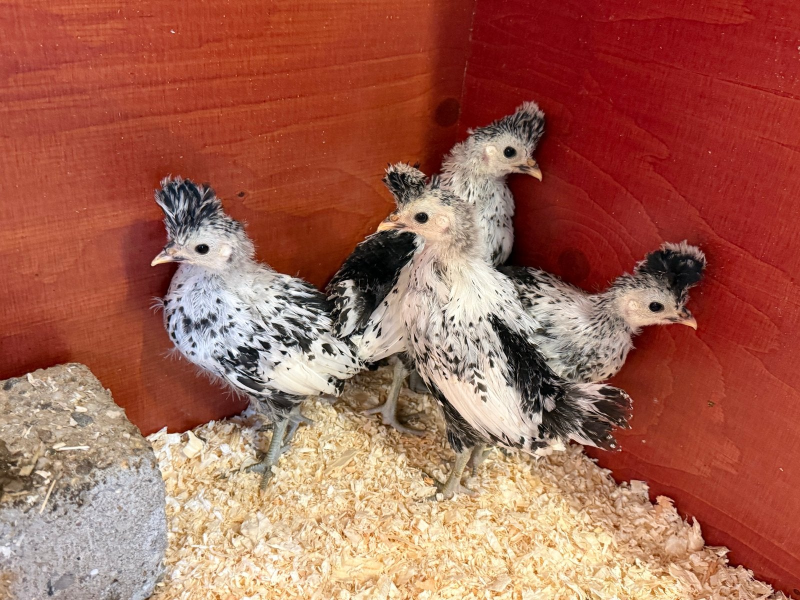 Appenzeller kuikens/ kippen 4 stuks, Geslacht onbekend, Kip