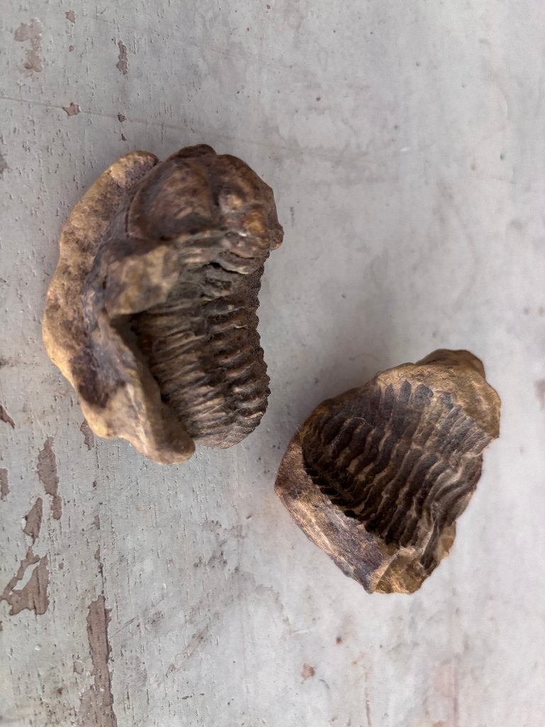 Echte trilobiet fossiel – ca. 6 cm – met tegenafdruk, Ophalen of Verzenden, Fossiel