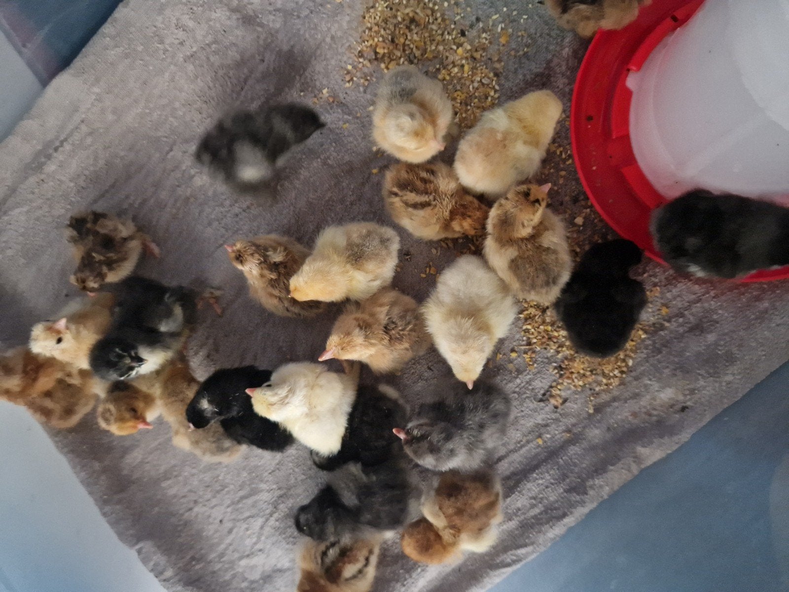 Cochin kriel kuikens geboren 20 juni, Dieren en Toebehoren, Pluimvee, Geslacht onbekend, Kip