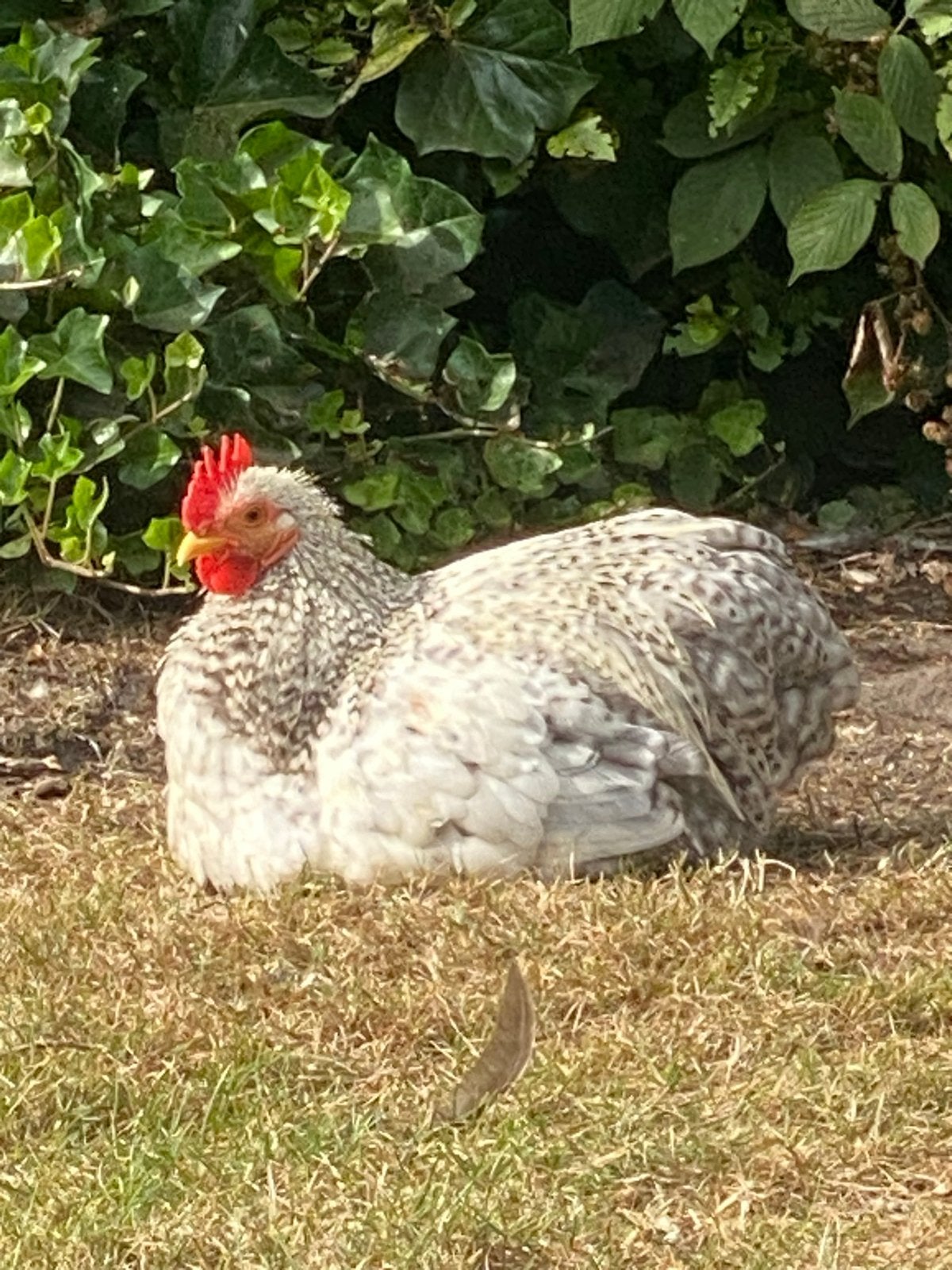 Cochin kriel hanen, Dieren en Toebehoren, Mannelijk, Kip