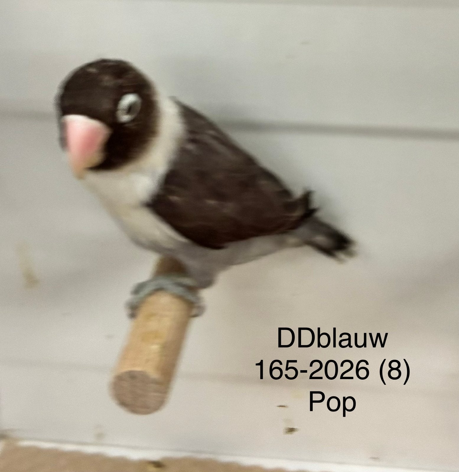 Agapornis personata poppen in diverse kleuren, Dieren en Toebehoren, Vrouwelijk, Dwergpapegaai of Agapornis, Geringd