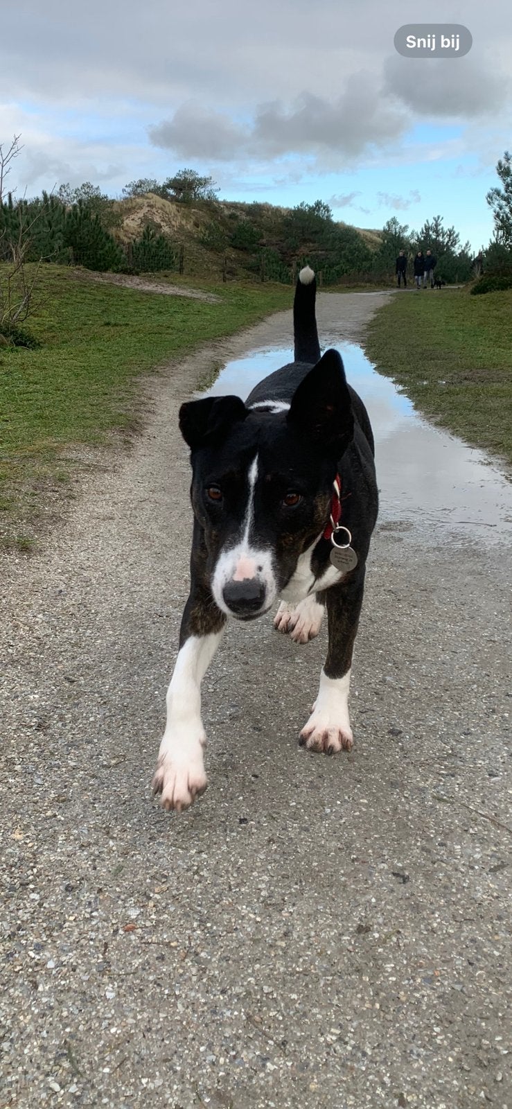 Bij wie mag ik logeren Oppas gezocht voor mij(n hond )!!!, 6 jaar of ouder, Particulier, Reu, Buitenland