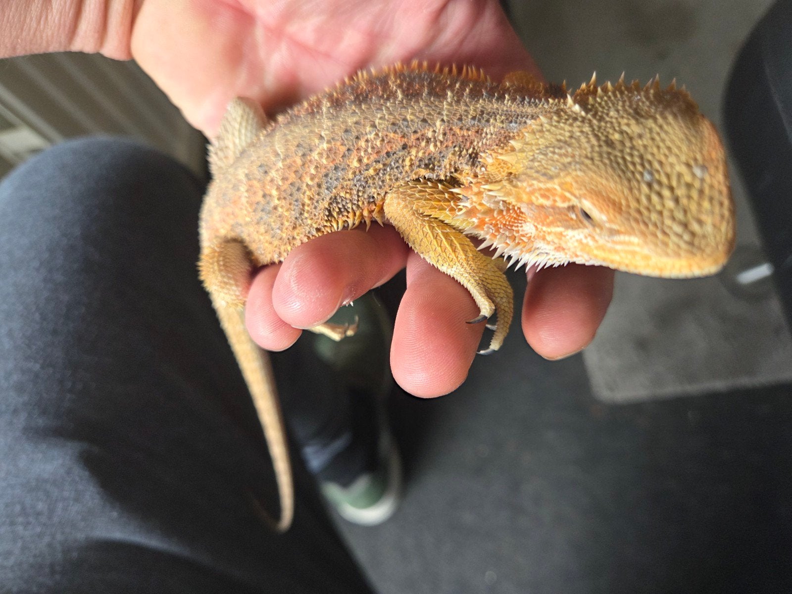Baardagaam Pogona Vitticeps Citrus Orange Blue Bar Bearded Dragon photo 3