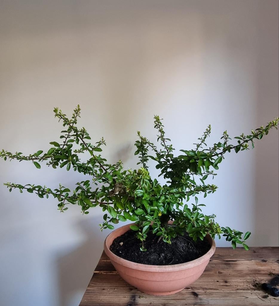 Vuurdoorn pre-bonsai - Pyracantha, Tuin en Terras, Planten | Tuinplanten, Vaste plant, Overige soorten, Volle zon, Lente, Ophalen of Verzenden