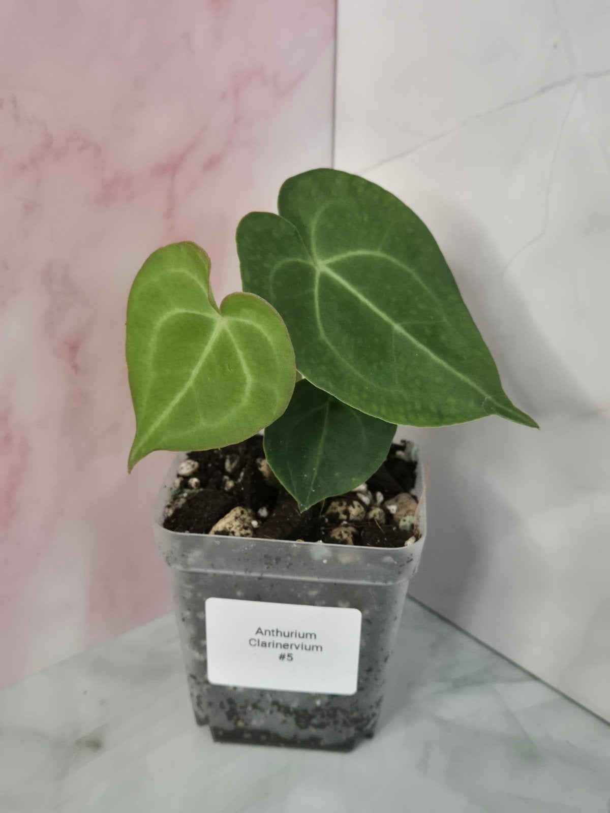 Anthurium Clarinervium #5, Verzenden, Halfschaduw, Minder dan 100 cm
