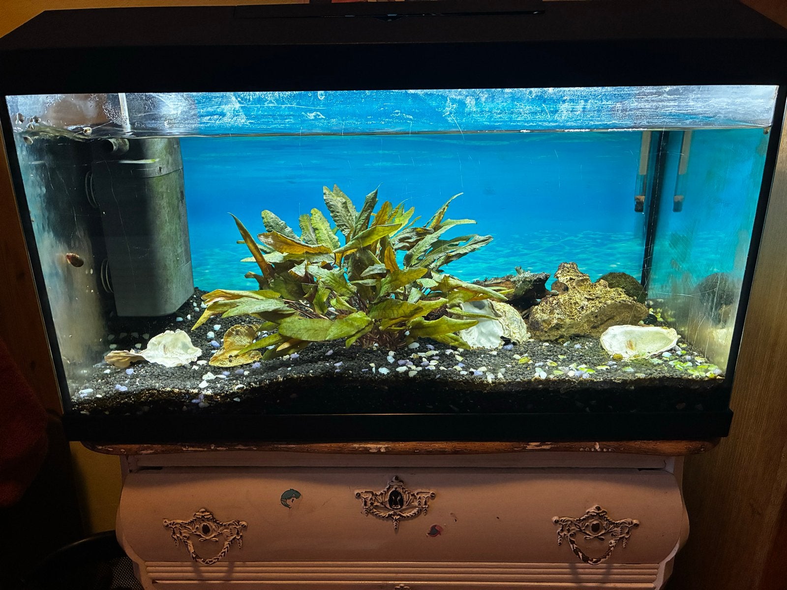 Juwel aquarium 60L, Dieren en Toebehoren, Ophalen, Gebruikt, Gevuld zoetwateraquarium, Inclusief vissen