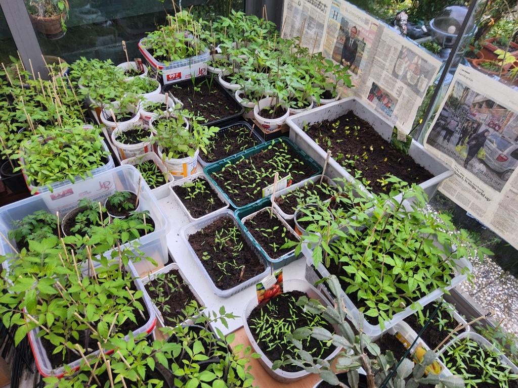 Tomaten planten Hoofddorp, Tuin en Terras, Planten | Tuinplanten, Ophalen, Eenjarig, Groenteplanten, Volle zon