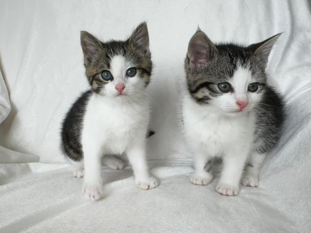 Boerderij kittens, een katertje en poesje te koop, Meerdere dieren, Kortharig, 0 tot 2 jaar