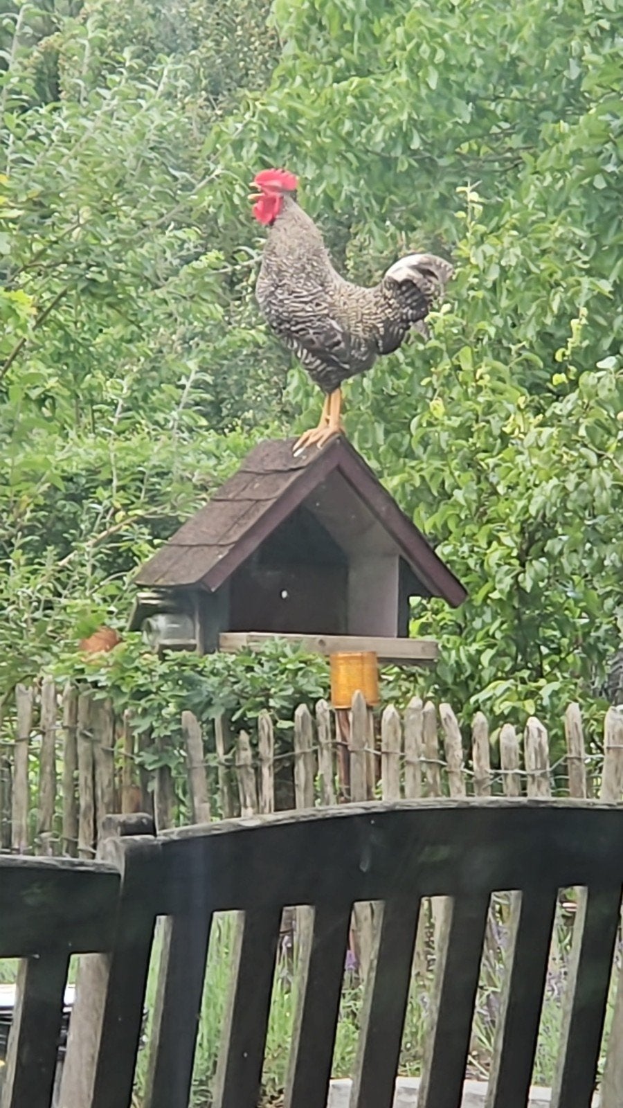 kippen slachten, Vrouwelijk, Kip