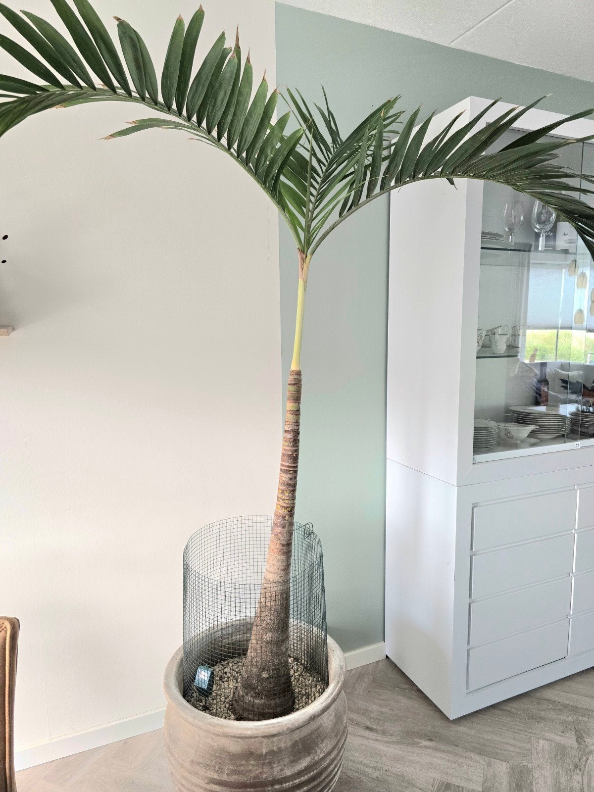 Grote palmboom Manilla Palm (Veitchia merrillii), Ophalen of Verzenden, In pot, Halfschaduw, 200 cm of meer