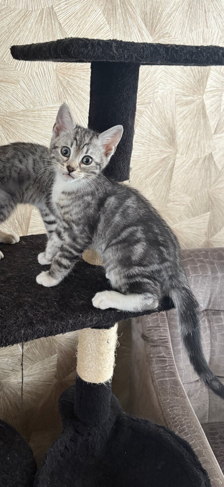 Mix Savannah/Bengaal kittens, Meerdere dieren