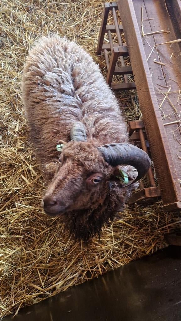 Mooie bruine Ouessant Ram, Dieren en Toebehoren, Mannelijk, Schaap, 0 tot 2 jaar