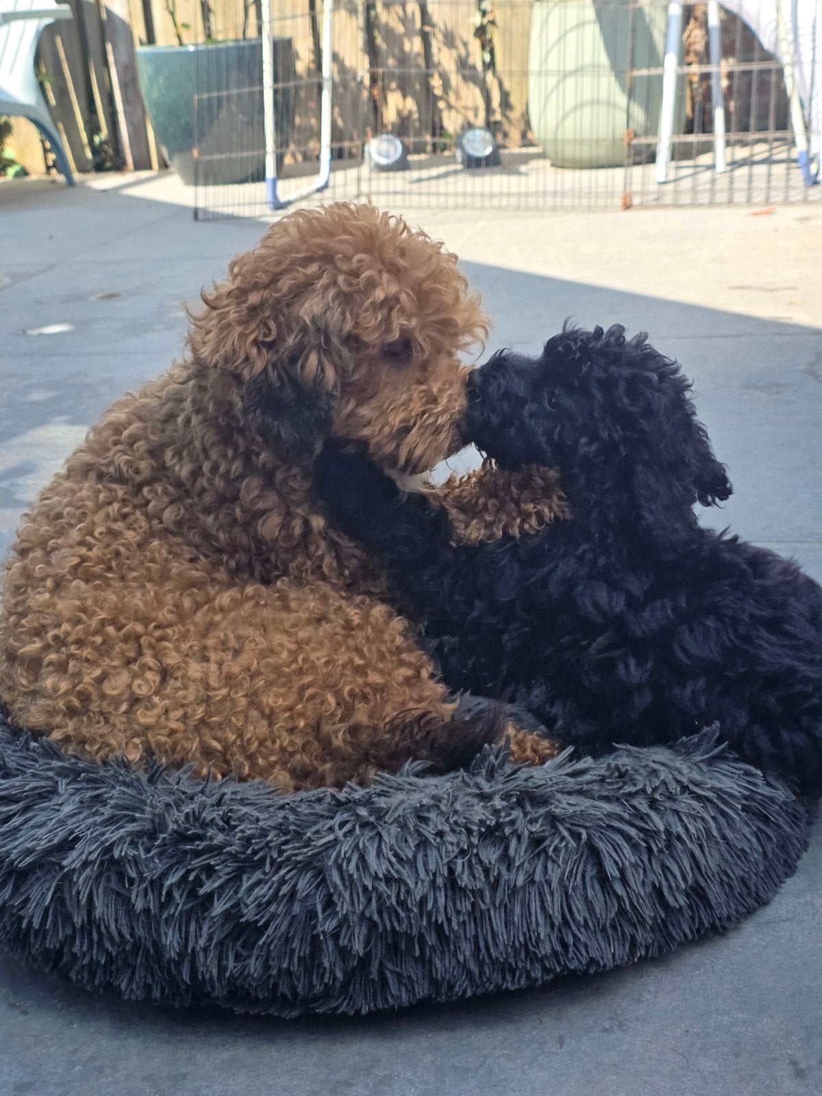 nog 1 maltipoo pup. zwarte teefje, Overige rassen, 8 tot 15 weken, Teef, Meerdere