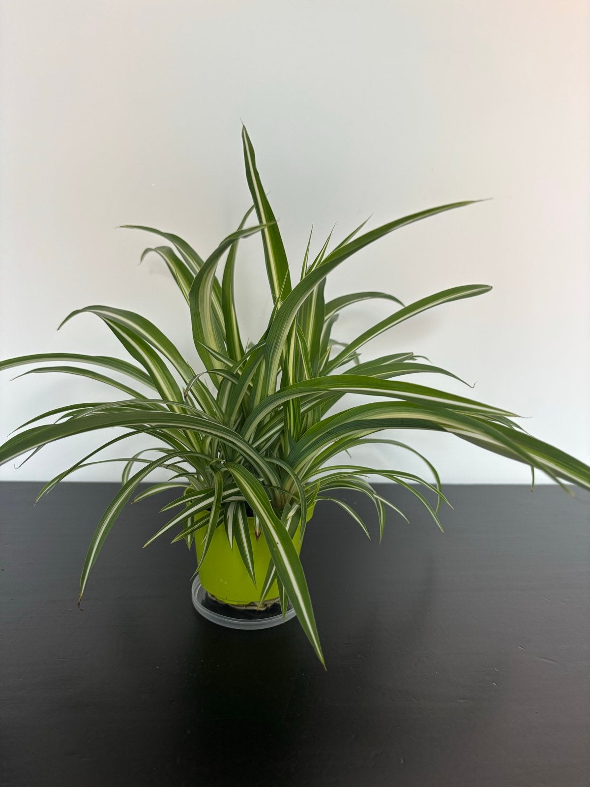 Chlorophytum variegata (graslelie) stekjes in kweekpotjes, Overige soorten, In pot, Minder dan 100 cm, Groene kamerplant