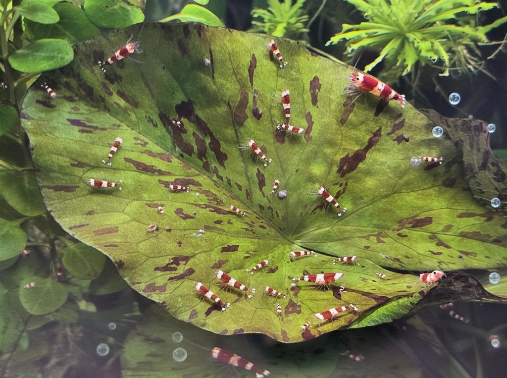 Chrystal Red garnalen op kraantwater, Dieren en Toebehoren, Kreeft, Krab of Garnaal, Zoetwatervis, Schoolvis