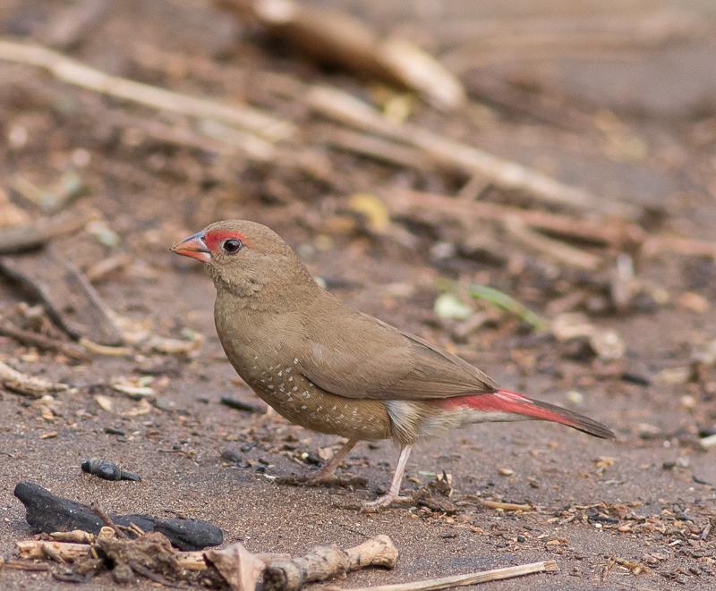 Vuurvink | Lagonosticta senegala, Geslacht onbekend, Tropenvogel, Geringd