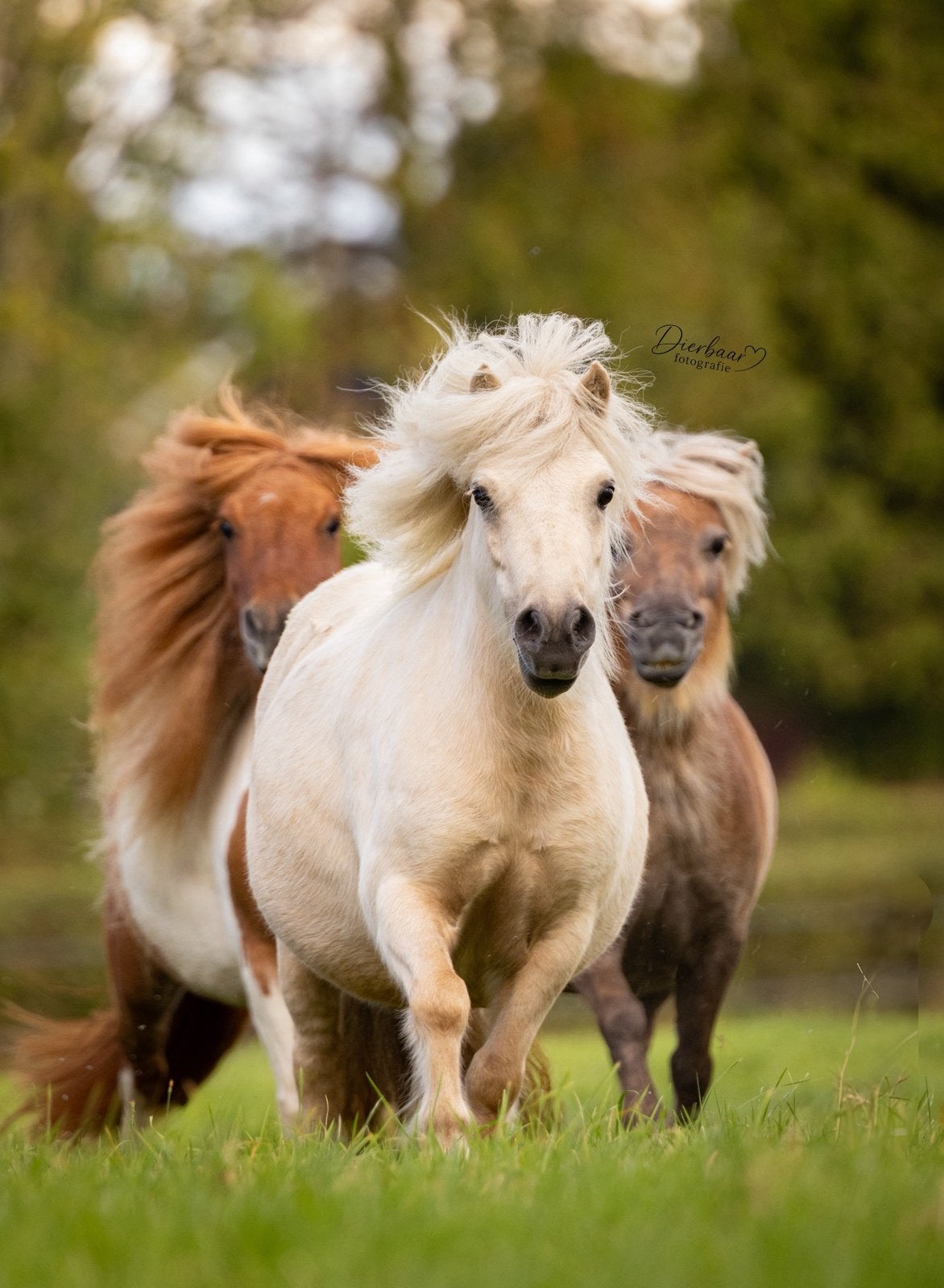 Gezocht: weiland te huur, Dieren en Toebehoren