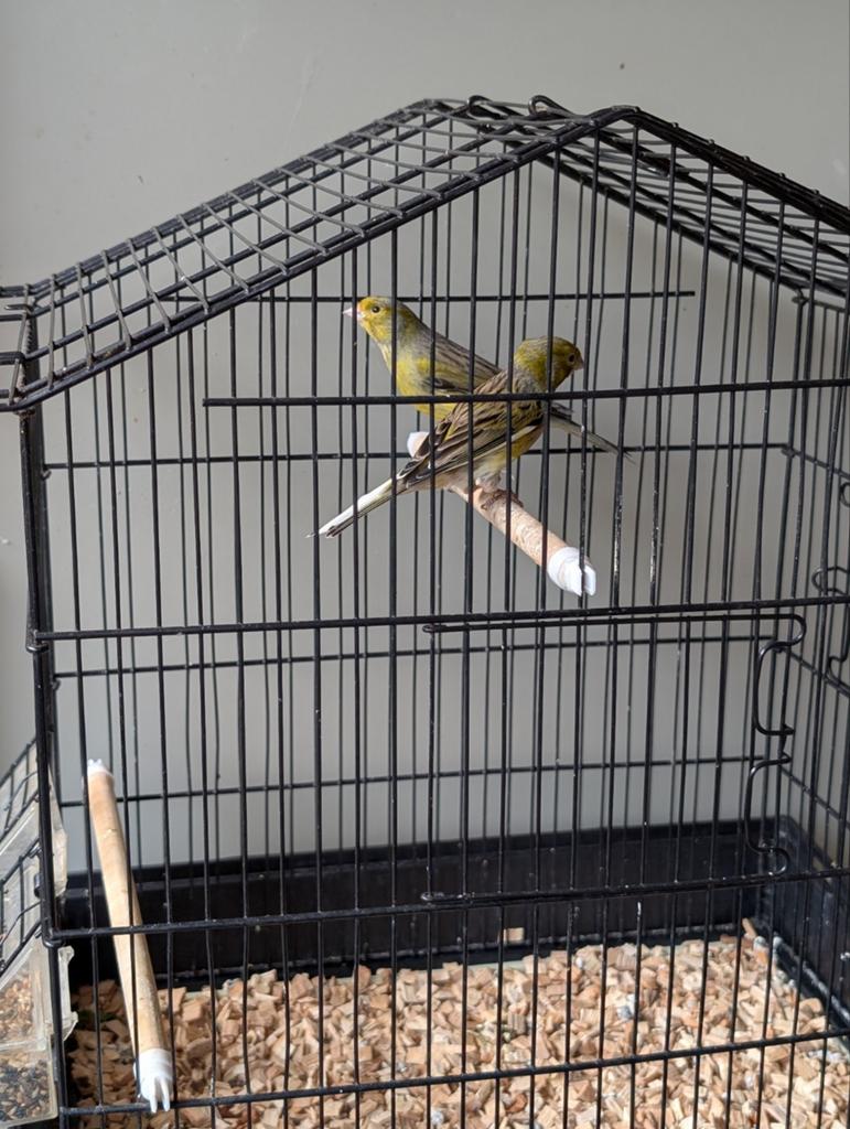 Timbrado kanarie, Dieren en Toebehoren, Vogels | Kanaries, Mannelijk, Kleurkanarie