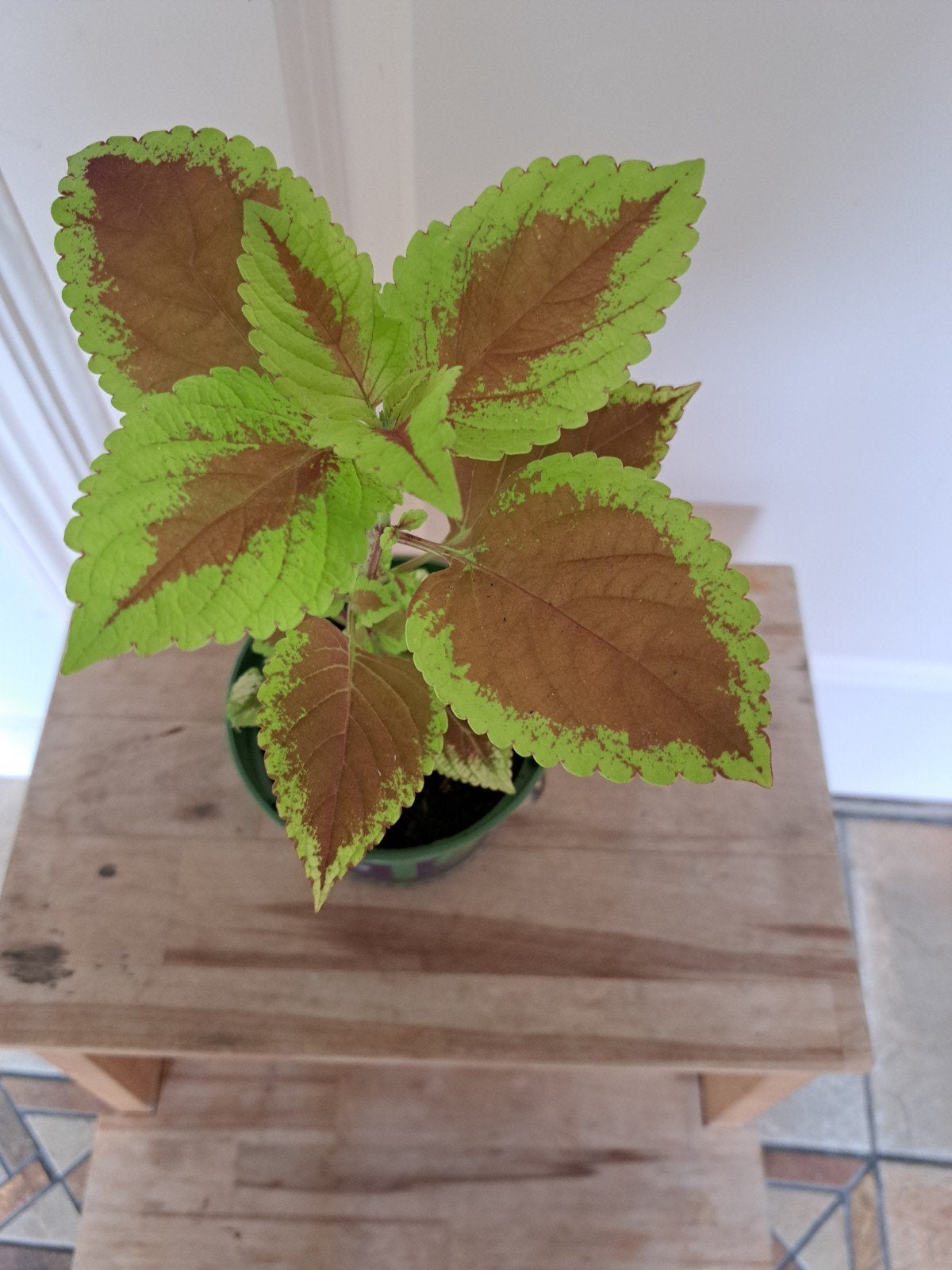Siernetel, Ophalen, Halfschaduw, Minder dan 100 cm