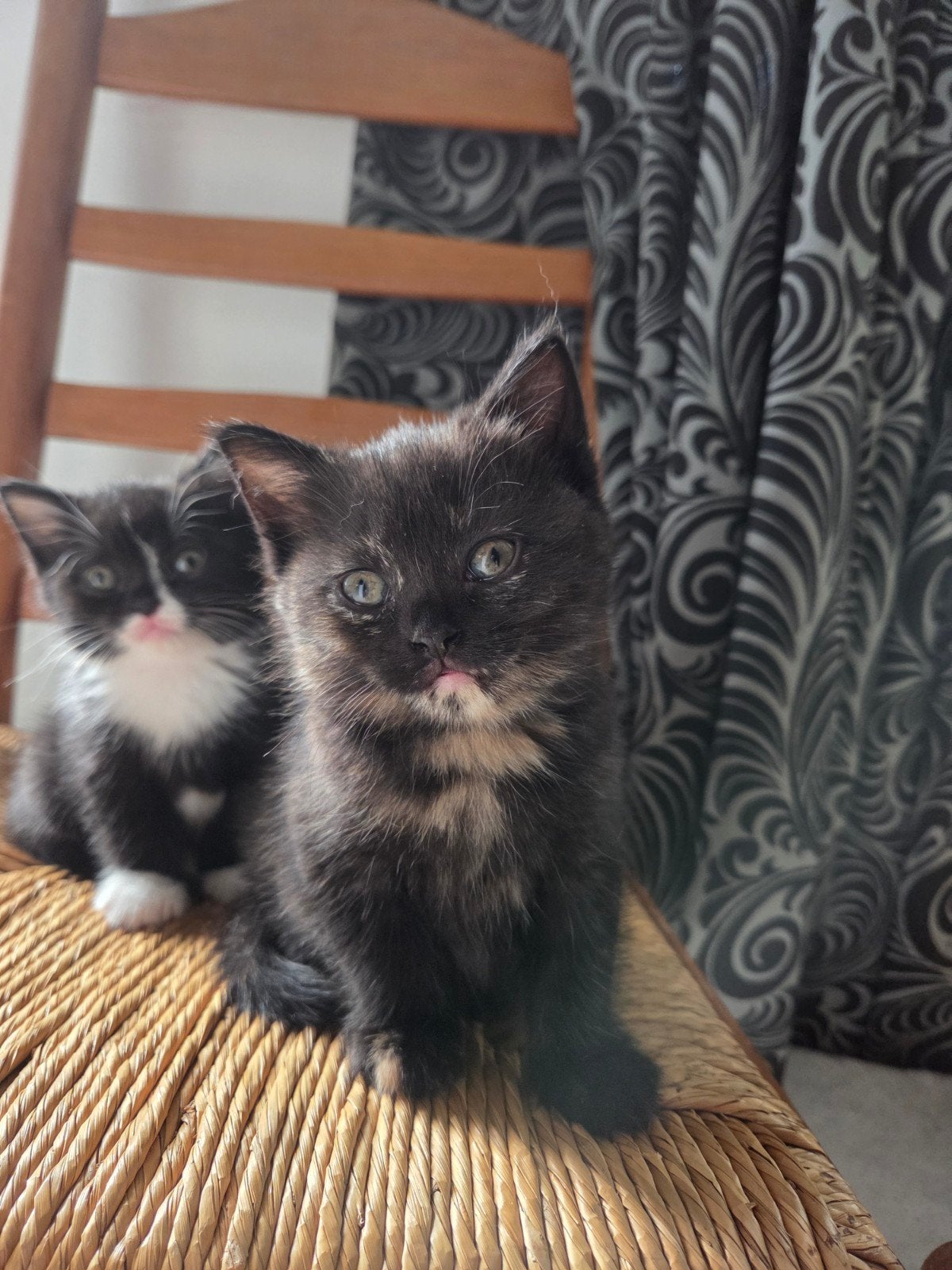 2 lieve britse korthaar Mix 13 weken., Meerdere dieren