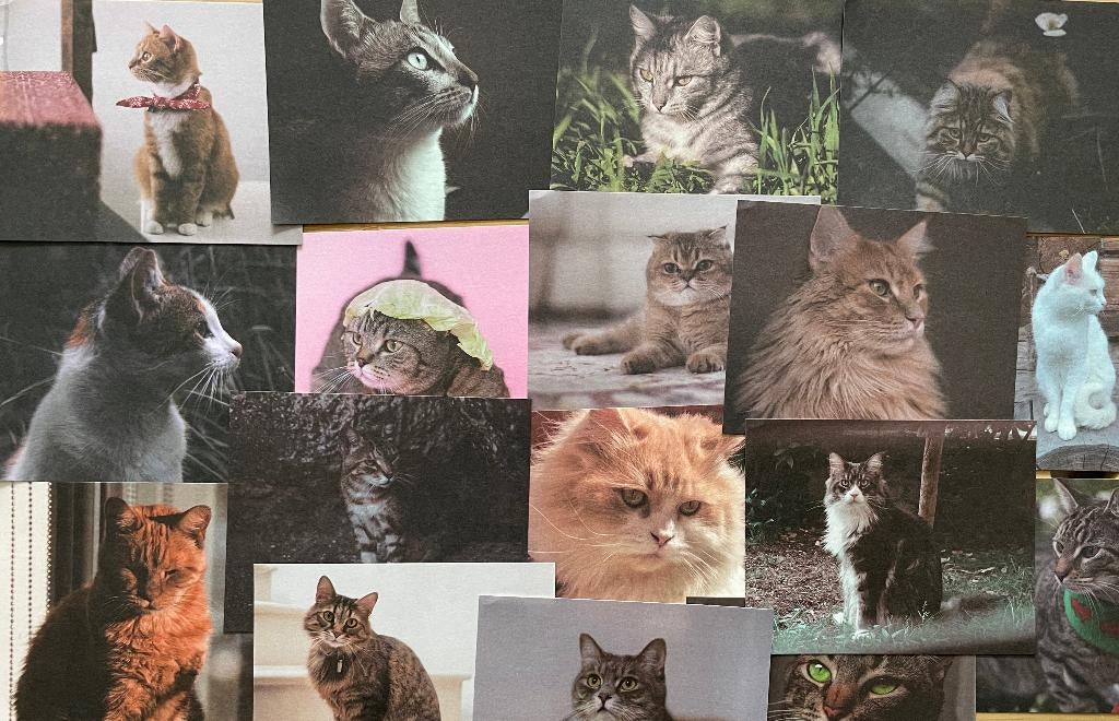 Scrapbooking katten papier, Verzenden, Nieuw, Papier of Karton