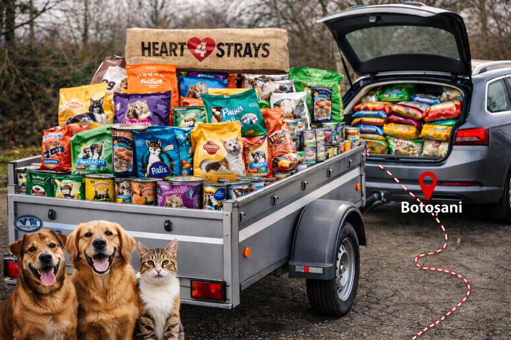 GEZOCHT: HONDENVOER VOOR ROEMEENSE SHELTER, Dieren en Toebehoren, Ophalen, Hond