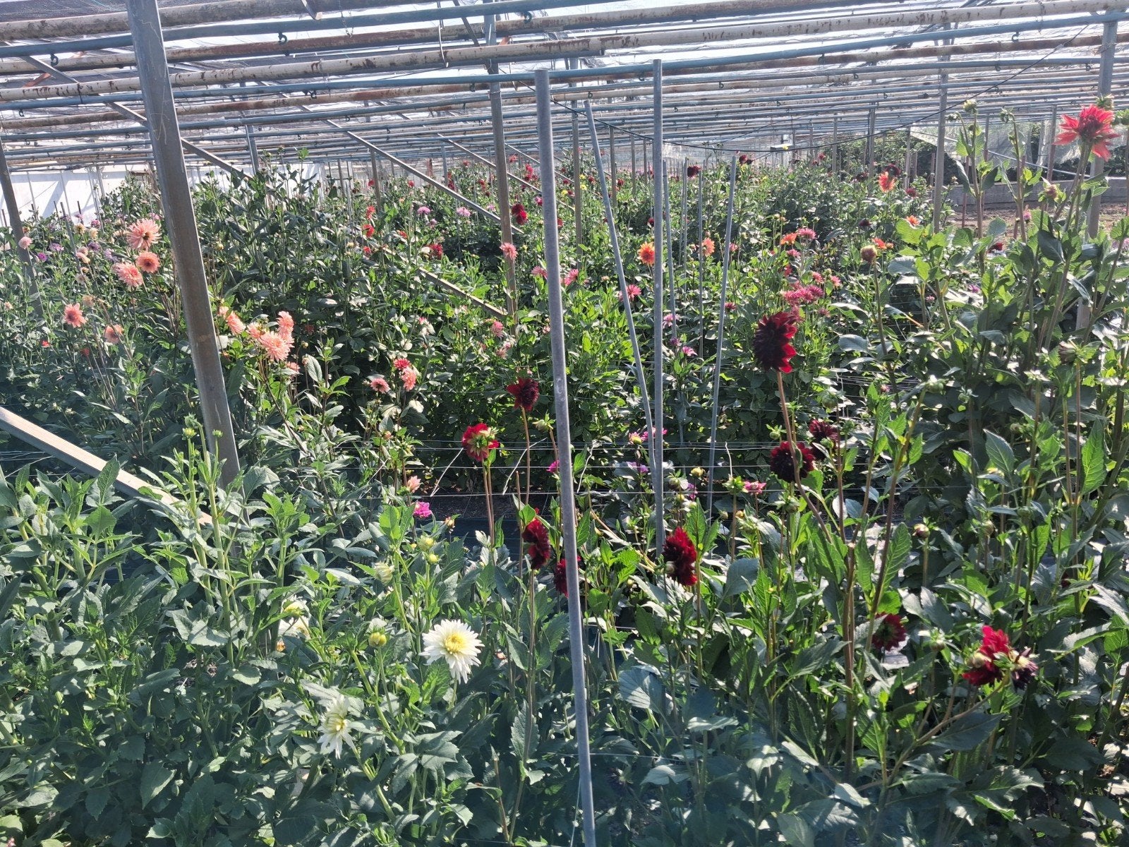 dahlia,s, Ophalen, Overige soorten, Volle zon
