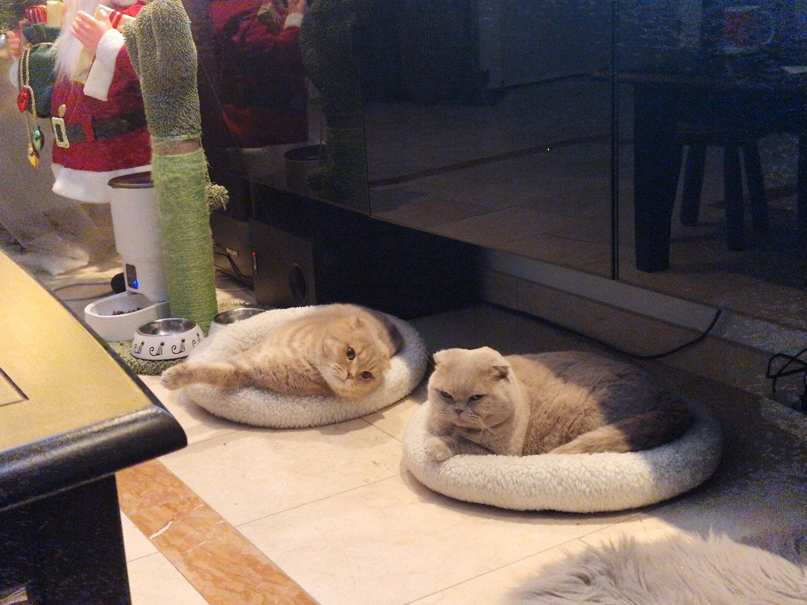 2 mooie zeer lieve britisch korthaar, Dieren en Toebehoren, Katten en Kittens | Raskatten | Korthaar, Poes