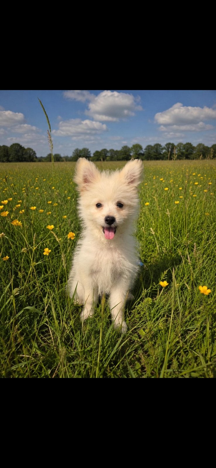 Boomer x pomeriaan pups, Dieren en Toebehoren, Honden | Niet-rashonden, 8 tot 15 weken, Meerdere, Meerdere dieren, Klein