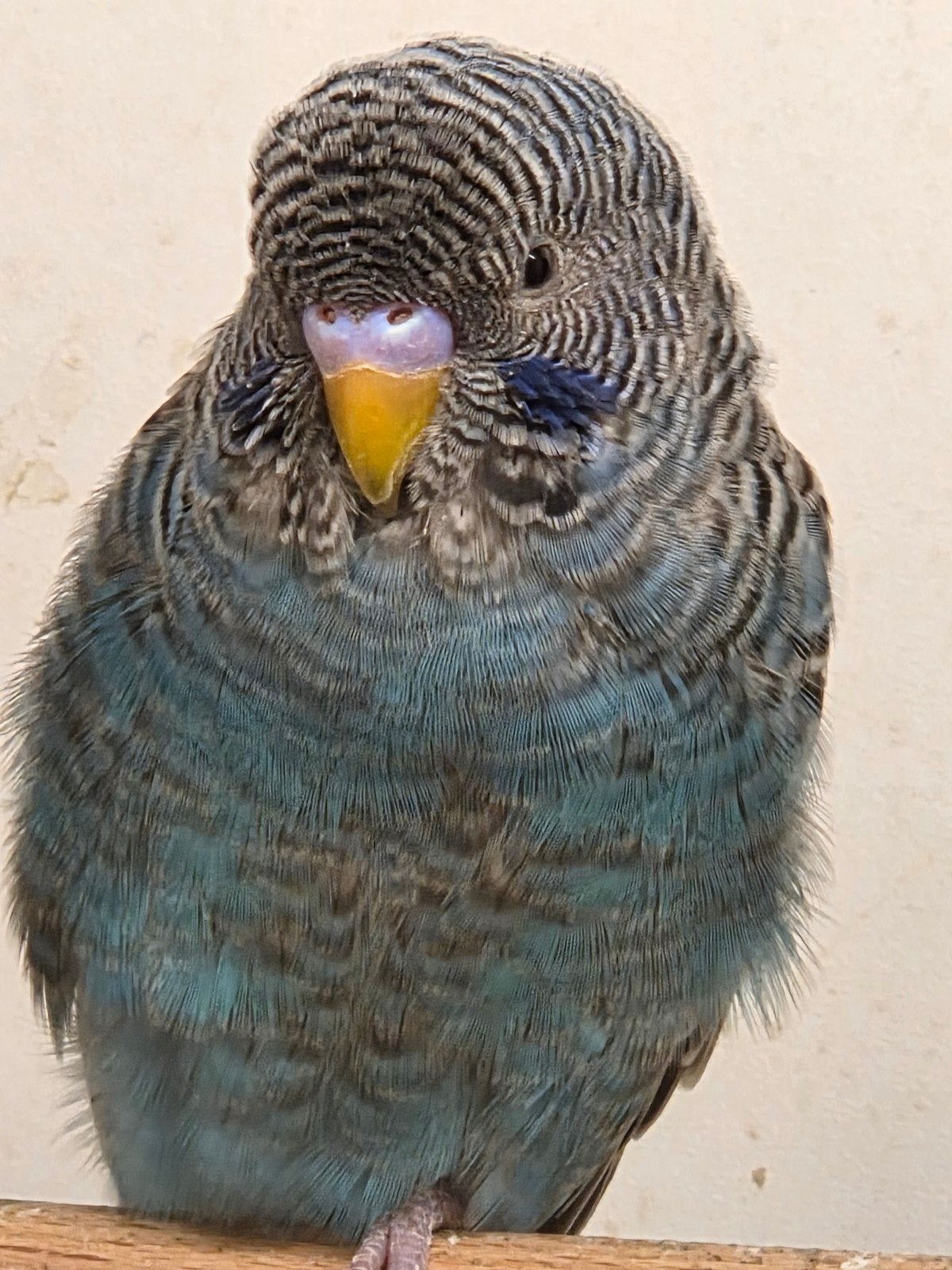 0-1 blackface split blackwing dun fallow, Dieren en Toebehoren