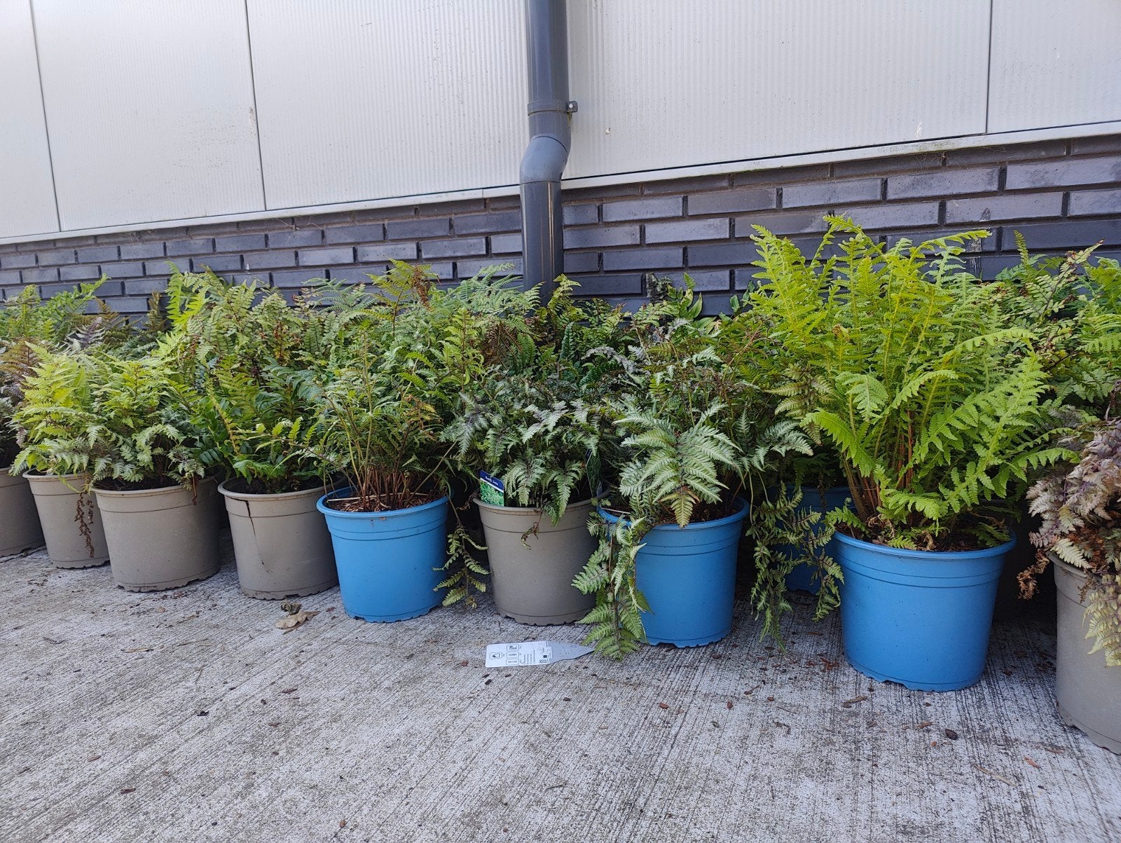 Voordelige Restpartij winterharde Tuinvarens 34 soorten!, Tuin en Terras, Planten | Tuinplanten, Bodembedekkers, Vaste plant, Ophalen of Verzenden