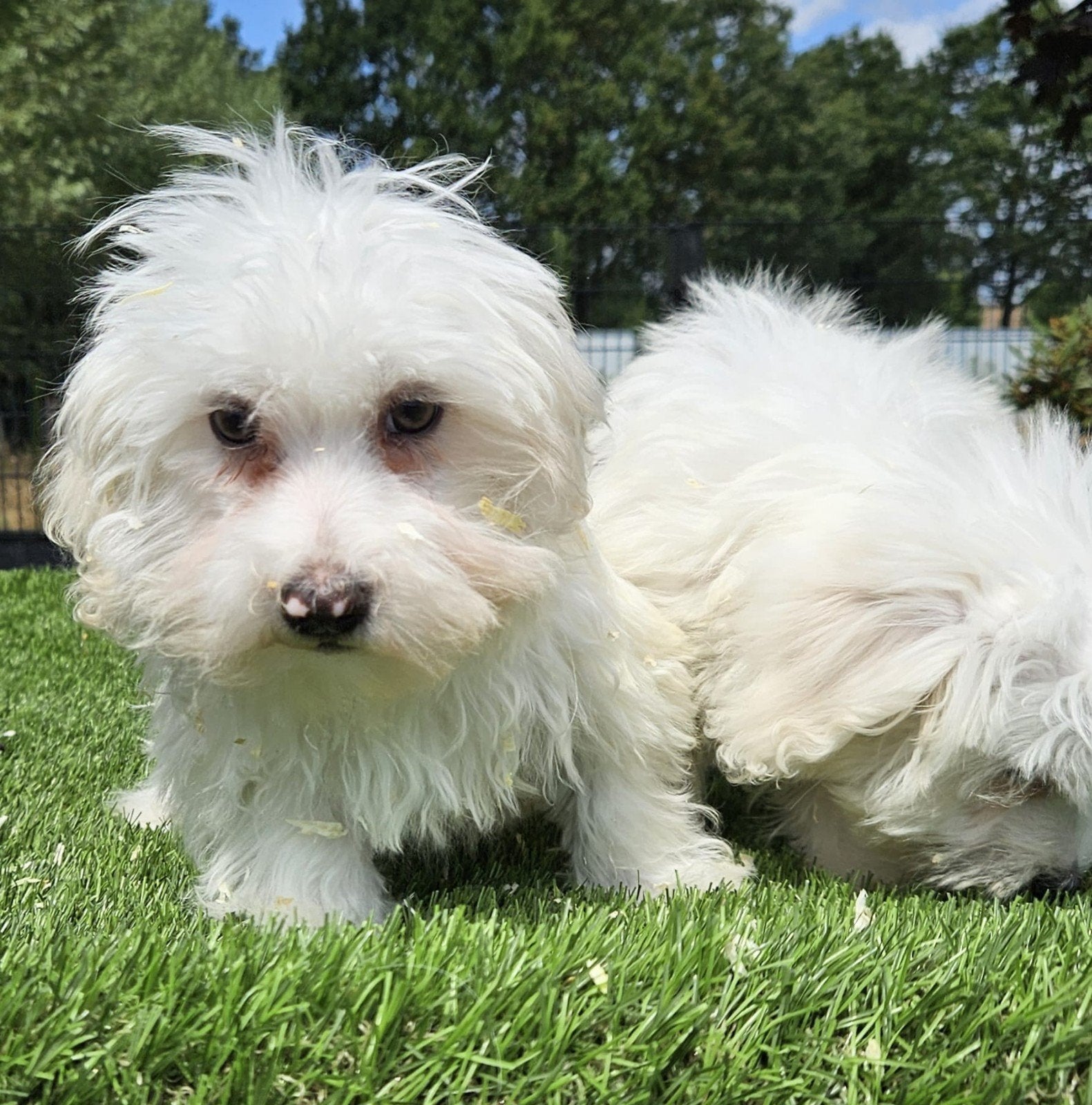 Te leuke boomer pups maltezer x poedel mix, Dieren en Toebehoren, Parvo, Nederland, 8 tot 15 weken, Meerdere