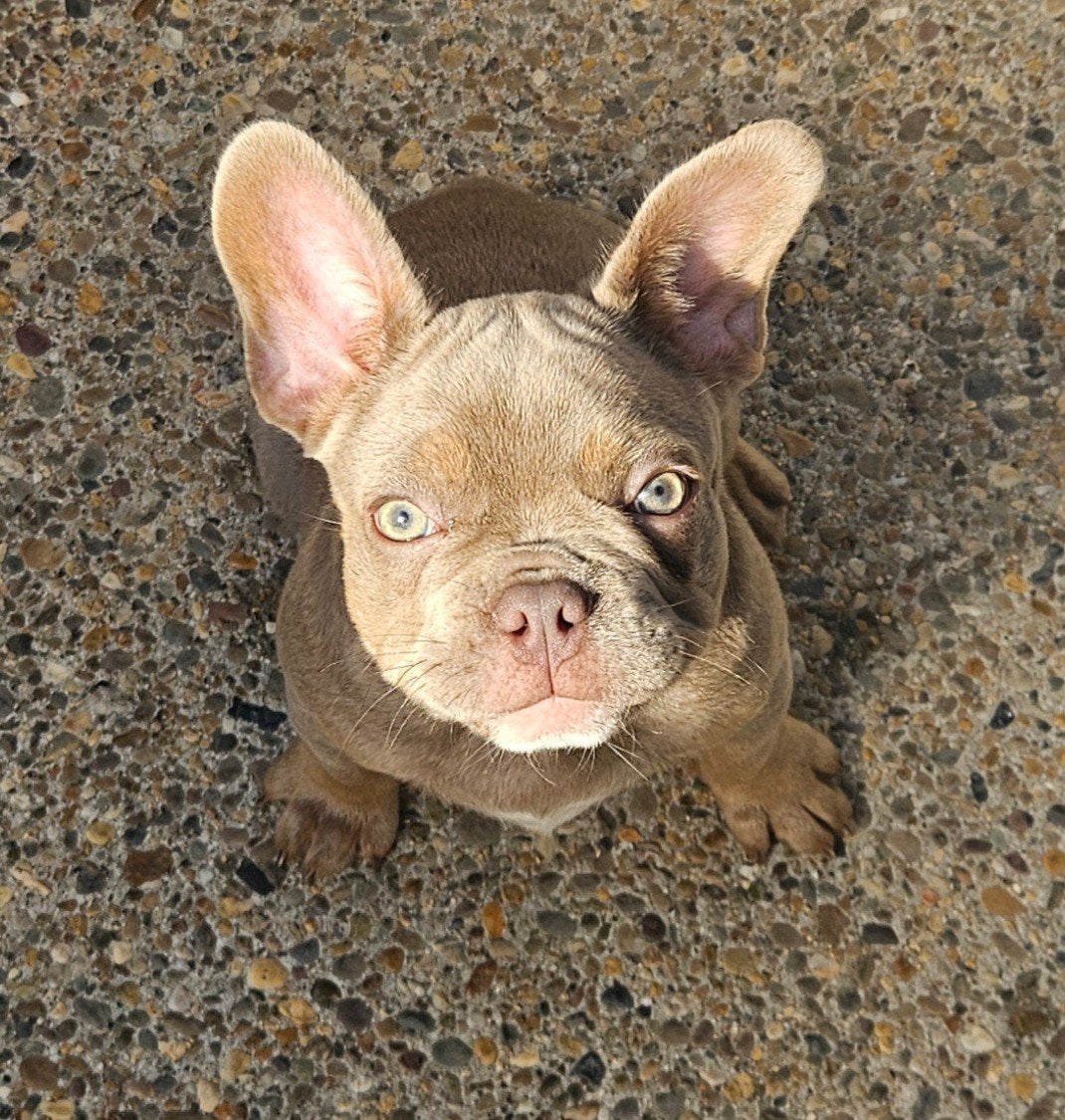 franse bulldog pup   reutje 12 weken., Dieren en Toebehoren, Reu, CDV (hondenziekte), 8 tot 15 weken, Bulldog