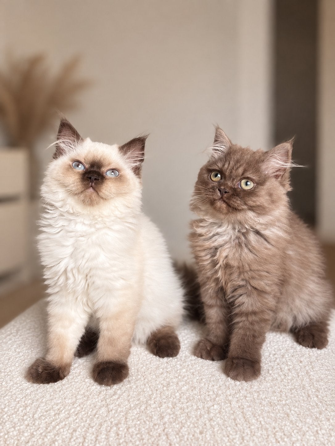 Britse langhaar kittens (meisjes), Poes