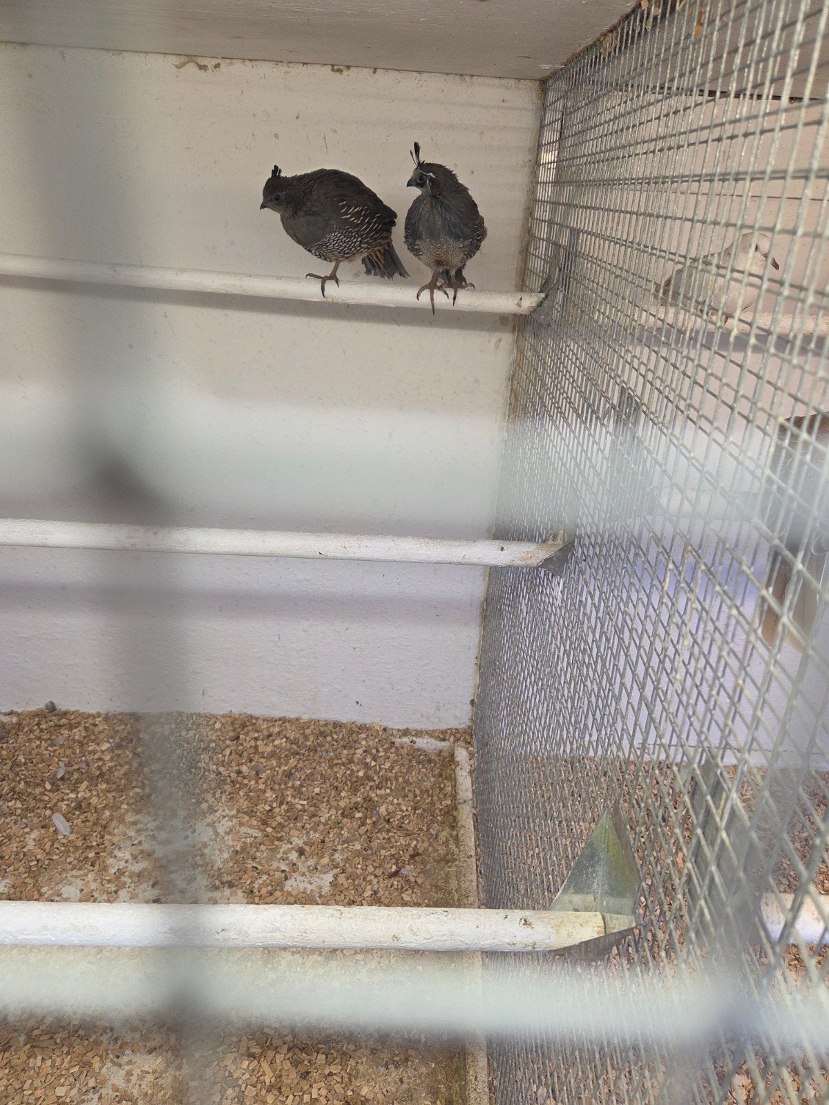 australische kuif kwartels, Meerdere dieren