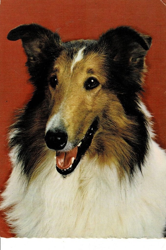 Vintage Collie Hond Postkaart, Ophalen of Verzenden, 1960 tot 1980, Gelopen, Hond of Kat
