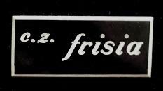 c.z. frisia broche- kunststof, Verzamelen, Speldjes, Pins en Buttons, Verzenden, Nieuw, Stad of Land, Speldje of Pin