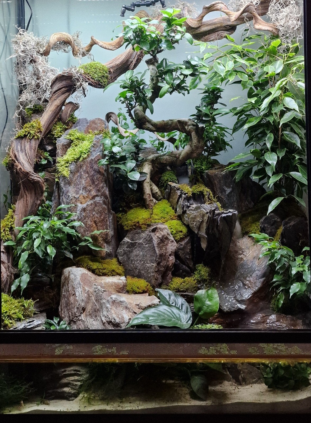 Vivarium (evt. met gratis onderkast), Ophalen, Gebruikt, Terrarium of Paludarium