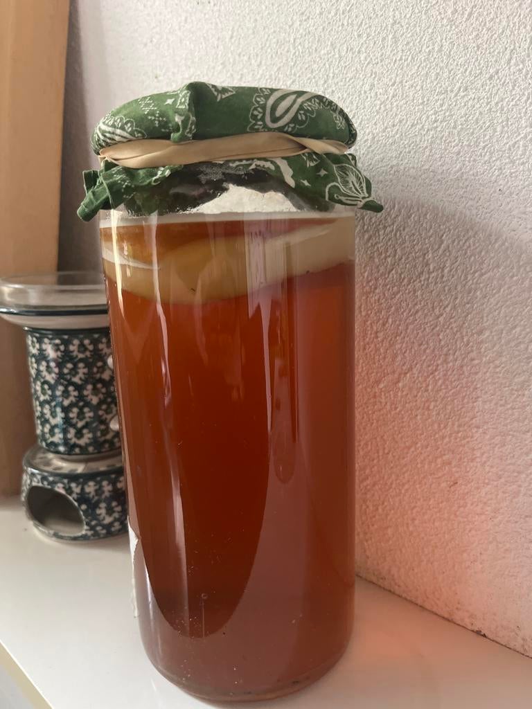 Kombucha zwam, Diversen, Levensmiddelen, Ophalen