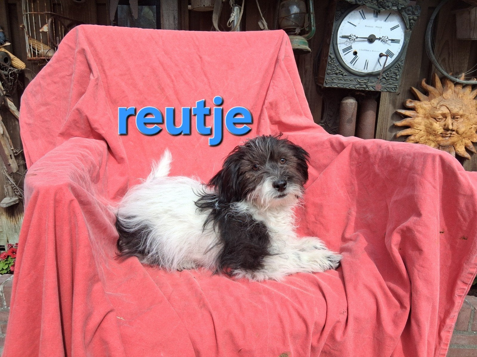 Te koop mooi kleinblijvende boomer  pup reutje, Dieren en Toebehoren, Honden | Chihuahua's en Gezelschapshonden, Parvo, 8 tot 15 weken